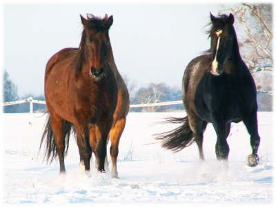 Pferde Schnee1