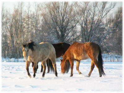 Pferde Schnee2