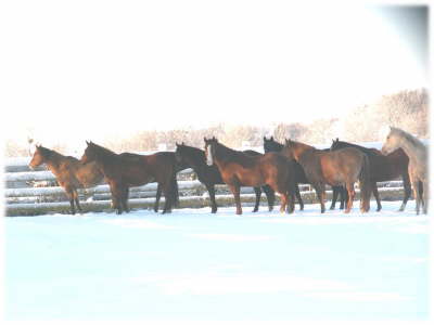 Pferde Schnee3