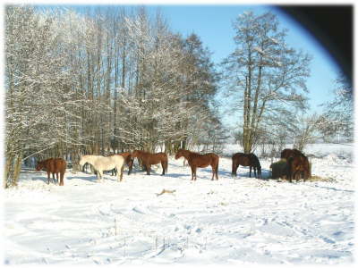 Pferde Schnee7