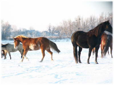 Pferde Schnee8