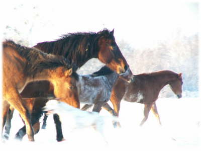 Pferde Schnee